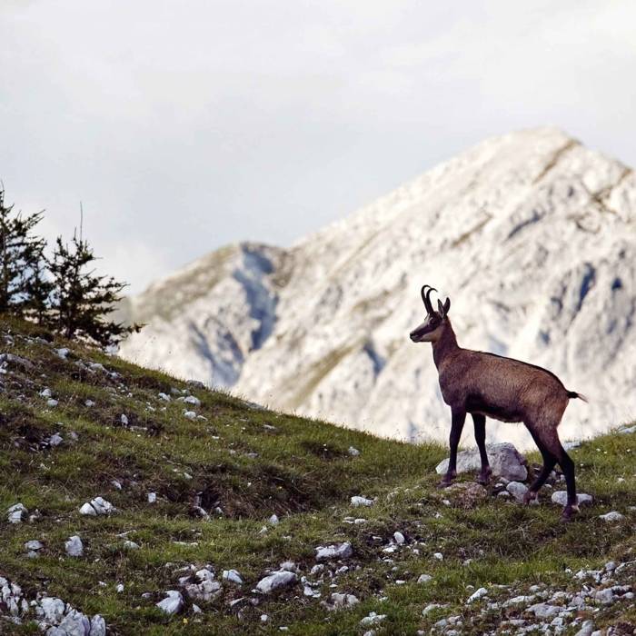 Angebot „einfach in die Berge": buchen und Infos | einfach ...