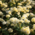 Fläche mit üppig blühenden hellgelben Rosen im Rosengarten in München