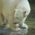 L'orso polare nello zoo Hellabrunn di Monaco di Baviera.