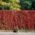 Die Blätter an der Mauer vom Alten Südfriedhof verfärben sich jeden Herbst in ein schönes Rot.