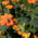Der Spätsommer zeigt sich von seiner schönsten Seite – hier am Gärtnerplatz, der in Orangetönen blüht.