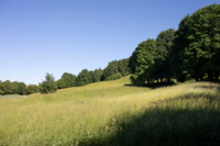 Summer hilly meadow on the edge of forest, blue sky in Munich