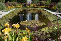 Ninfee in un bacino d'acqua nel Giardino Botanico di Monaco-Nymphenburg.