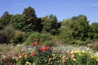 View of colourful flowering shrubs in the foreground, mixed forest behind in the Botanical Garden in Munich Nymphenburg