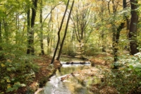 Eisbach e gli alberi dell'Englischer Garten di Monaco.