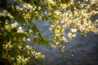 Nahaufnahme der B&auml;ume an der Isar.