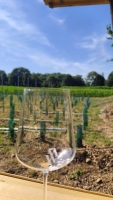 Ein leeres Weinglas steht vor einem Rebenfeld im Münchner Weingarten