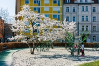 A tree blossoms in spring on a playground in the Maxvorstadt in Munich