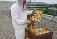 Ein Mann mit einem Bienennest in den H&auml;nden.