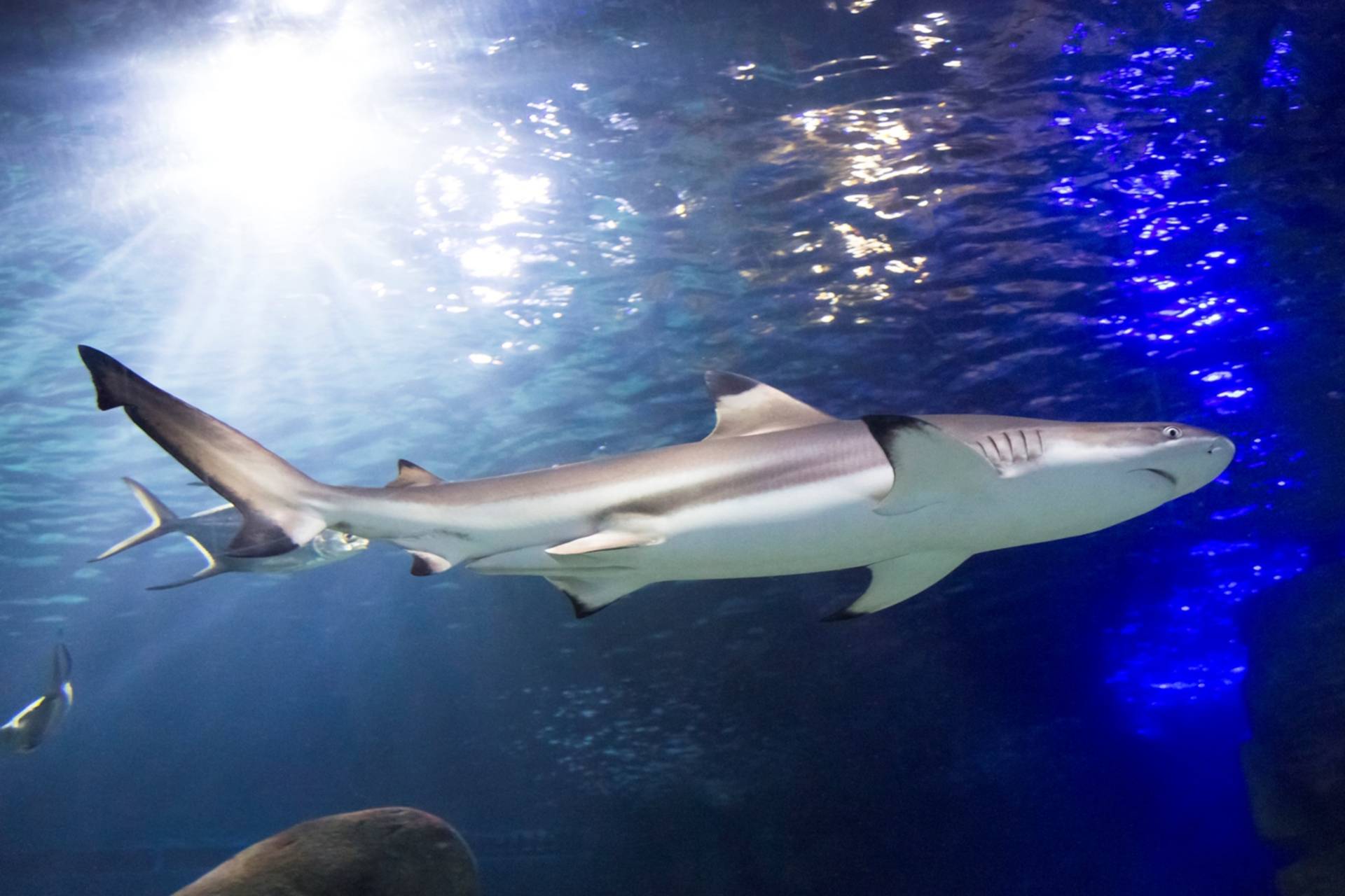 Sea Life Simply Munich sea-life-simply-munich