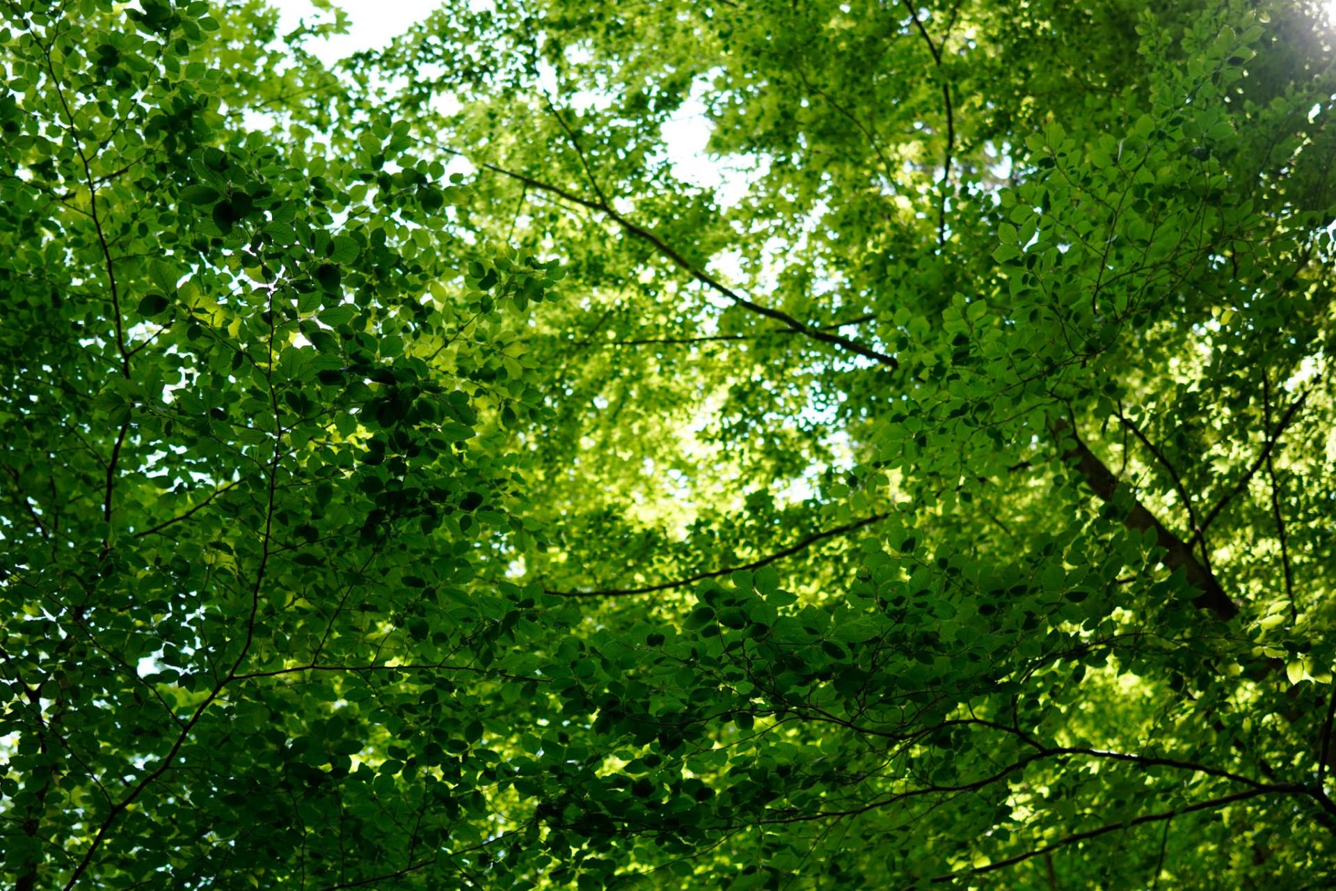 Blick auf einen grünen Baum mit seinen vielen Blättern.