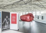 Das vielfach vergrößerte Kunststoffmodell eines menschlichen Herzes