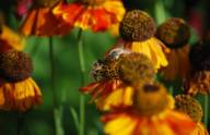 Nahaufnahme von zwei Bienen beim Honigsammeln auf orangen und goldgelb gemusterten Blüten.