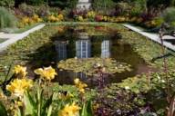 Seerosen in einem Wasserbecken des Botanischen Gartens in München-Nymphenburg