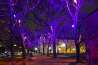 Beleuchtete Bäume im Kunstareal München