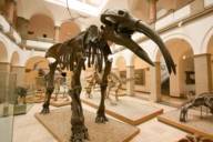 Das Paläontologische Museum in der Nähe des Königsplatzes zeigt imposante Skelette aus der Entwicklungsgeschichte der Wirbeltiere.