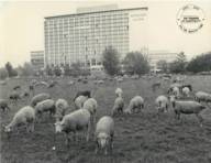 Schafe grasen auf einem historischen Foto vor dem Hilton Munich Park im Englischen Garten