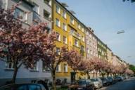 Blühende Kirschbäume vor bunten Häuserfassaden in der Maxvorstadt in München