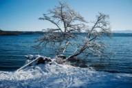 Ein Baum am Starnberger See im Winter.