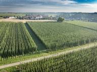 Hops fields with tall plants in Hallertau seen from a bird's-eye view; a village can be seen in the background, and a cycle path runs between the hops fields, with two cyclists riding along it.