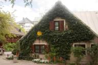 Mit Efeu beranktes altes Bauernhaus im Münchner Viertel Haidhausen