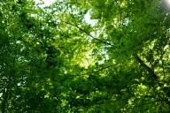 Blick auf einen grünen Baum mit seinen vielen Blättern.