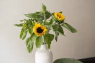 Eine Vase mit Sonnenblumen in München