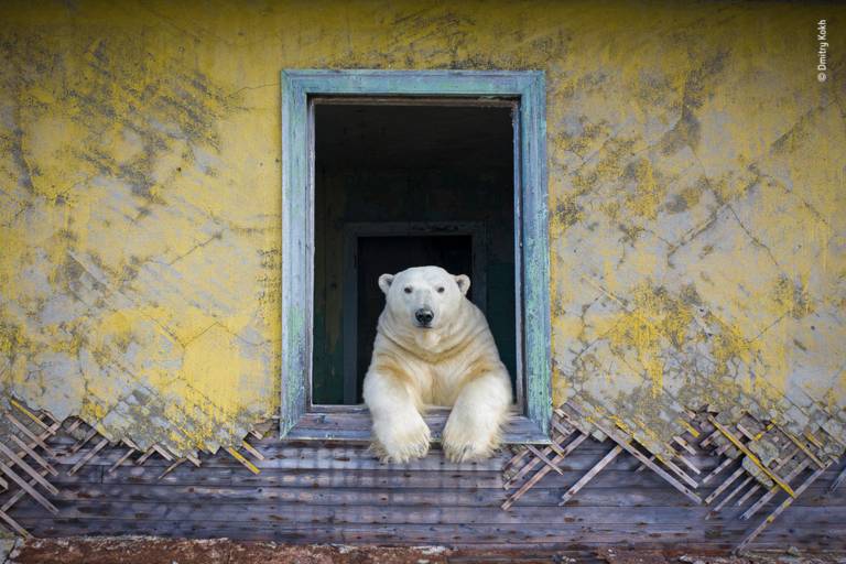Foto von einem Eisbären, der aus dem Fenster einer abrissreifen Hütte schaut, welches im Rahmen der Wildlife Photographer 2022 Ausstellung im Museum Mensch und Natur in München gezeigt wird.