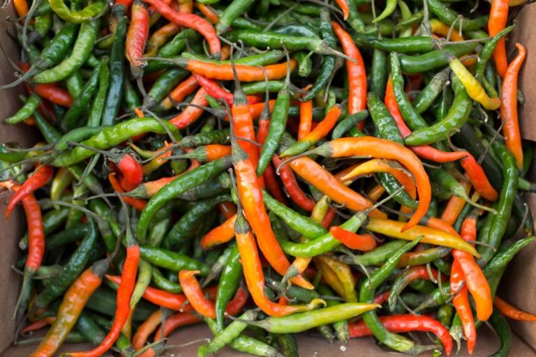 Red, green and orange chilli peppers on display at a vegetable store at Landwehrstraße in Munich.