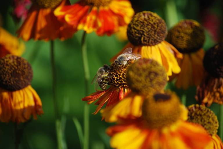 Nahaufnahme von zwei Bienen beim Honigsammeln auf orangen und goldgelb gemusterten Blüten.