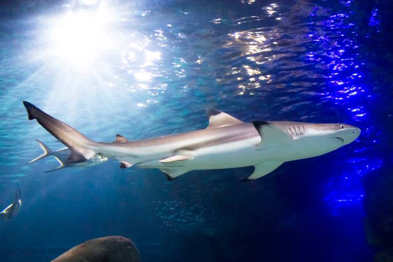 Close-up of a shark at Sea Life in Munich.