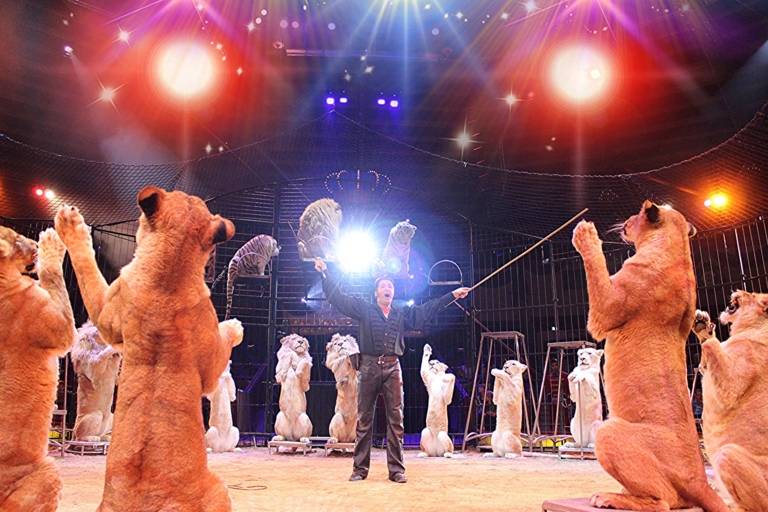 Dompteur mit Löwen in der Manege des Circus Krone.